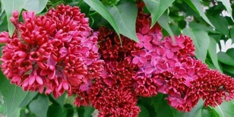 Lila crvena moskva: opis, fotografija, recenzije, video